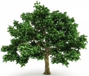Large Corporates - Energy Company